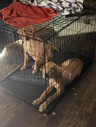 Reunited Male Dog last seen Texas oak trail, lake Dallas,Tx 75065, Lake Dallas, TX 75065