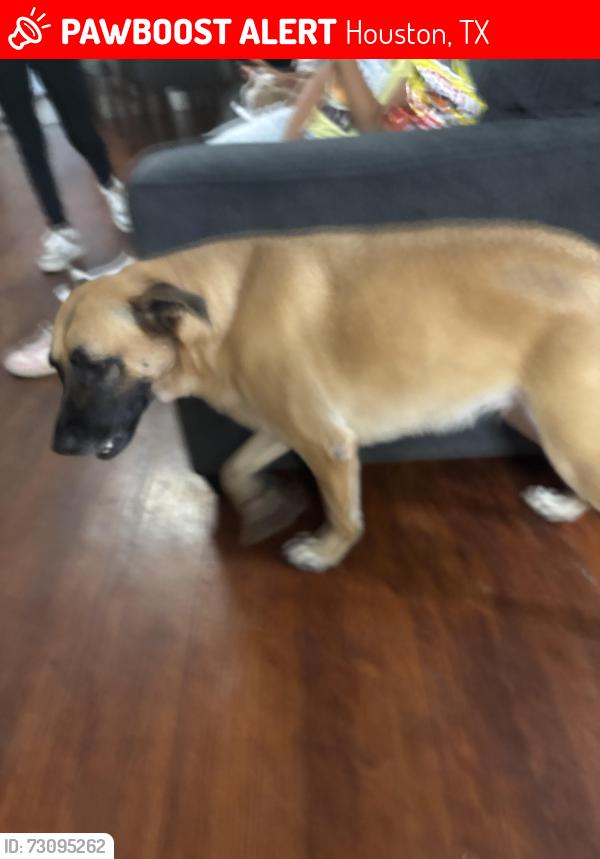 Lost Female Dog last seen Near Elliott, Houston, TX 77023