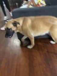 Lost Female Dog last seen Near Elliott, Houston, TX 77023