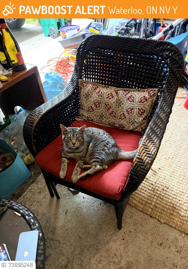 Found/Stray Unknown Cat last seen Northlake Woods Public School, Waterloo, ON N2V 1Y5
