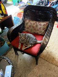 Found/Stray Unknown Cat last seen Northlake Woods Public School, Waterloo, ON N2V 1Y5