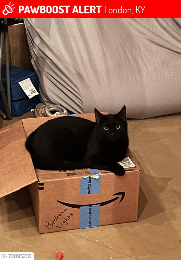 Lost Male Cat last seen KY 830 and KY 229, London, KY 40744