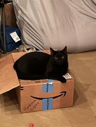 Lost Male Cat last seen KY 830 and KY 229, London, KY 40744