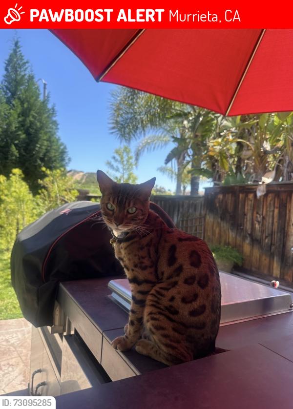 Lost Female Cat last seen Willows Ave, Murrieta, CA 92563
