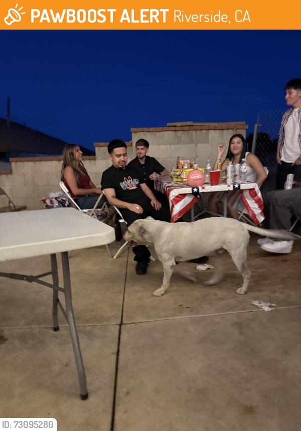 Found/Stray Unknown Dog last seen Sandy lane, Riverside, CA 92505