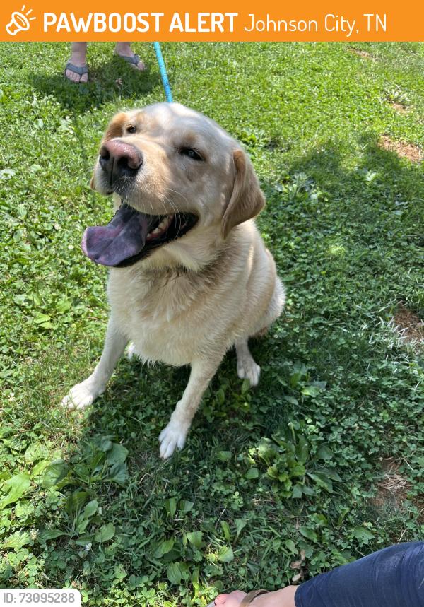 Found/Stray Female Dog last seen Ridgeview Dr, Johnson City, TN 37615