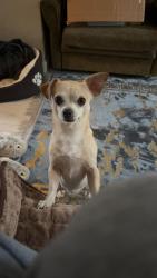 Lost Female Dog last seen Kettering road, West Northamptonshire, England NN1 4EB