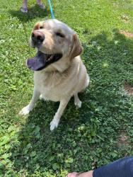 Found/Stray Female Dog last seen Ridgeview Dr, Johnson City, TN 37615