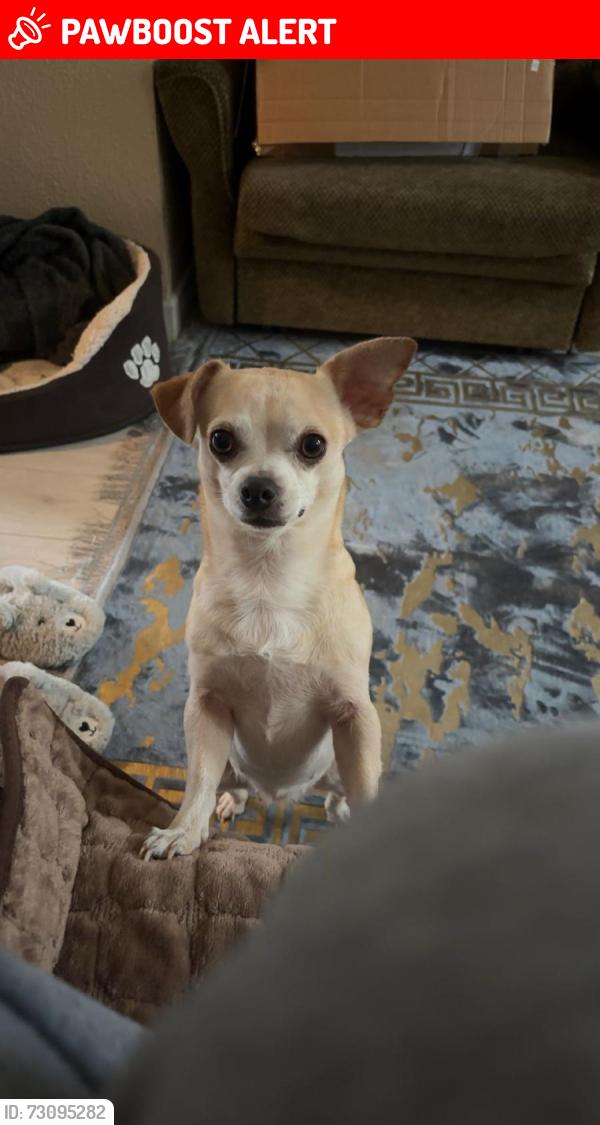 Lost Female Dog last seen Kettering road, West Northamptonshire, England NN1 4EB