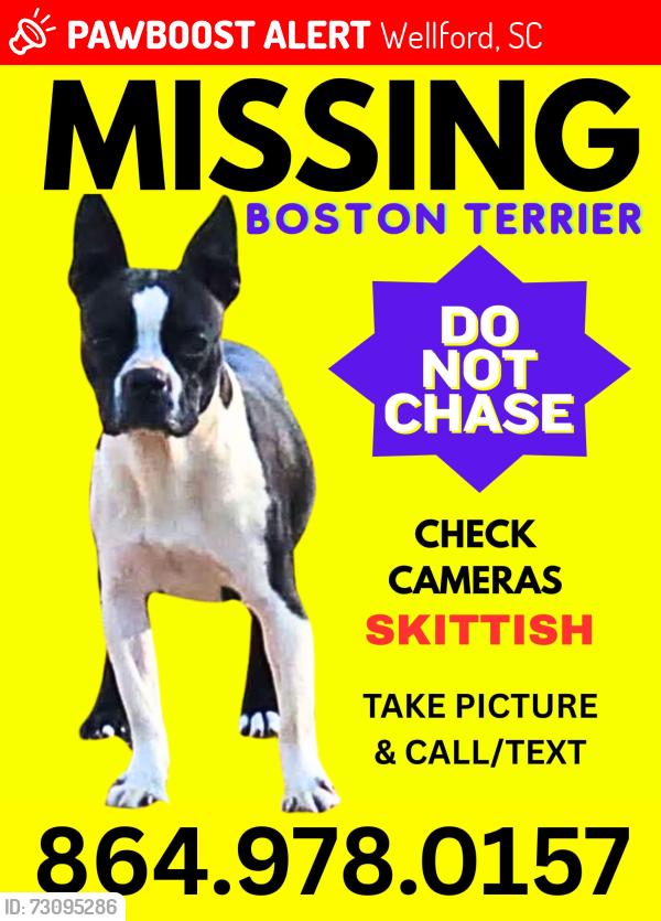 Lost Female Dog last seen Evolve New Hope Farm apmts in Wellford, SC, Wellford, SC 29385