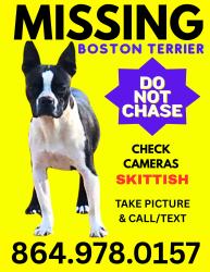 Lost Female Dog last seen Evolve New Hope Farm apmts in Wellford, SC, Wellford, SC 29385