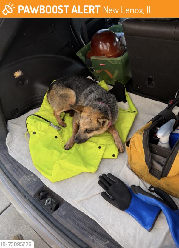 Found/Stray Unknown Dog last seen Silver Cross hosp, New Lenox, IL 60451