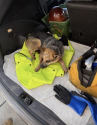 Found/Stray Unknown Dog last seen Silver Cross hosp, New Lenox, IL 60451