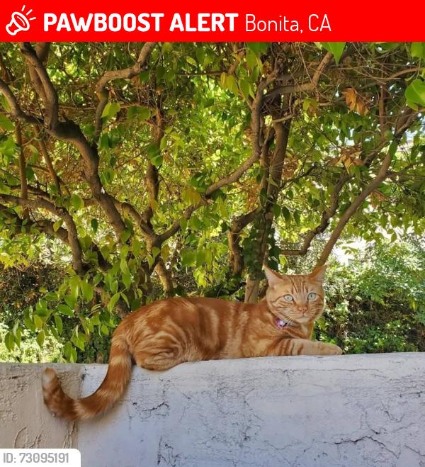 Lost Male Cat last seen Near Plaza Anita Bonita, Bonita, CA 91902