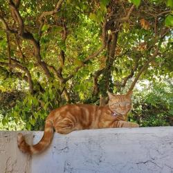 Lost Male Cat last seen Near Plaza Anita Bonita, Bonita, CA 91902