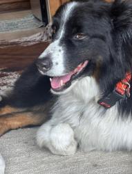 Lost Male Dog last seen 13th Street heading onto Hwy 1 south ramp, Cayucos, CA 93430