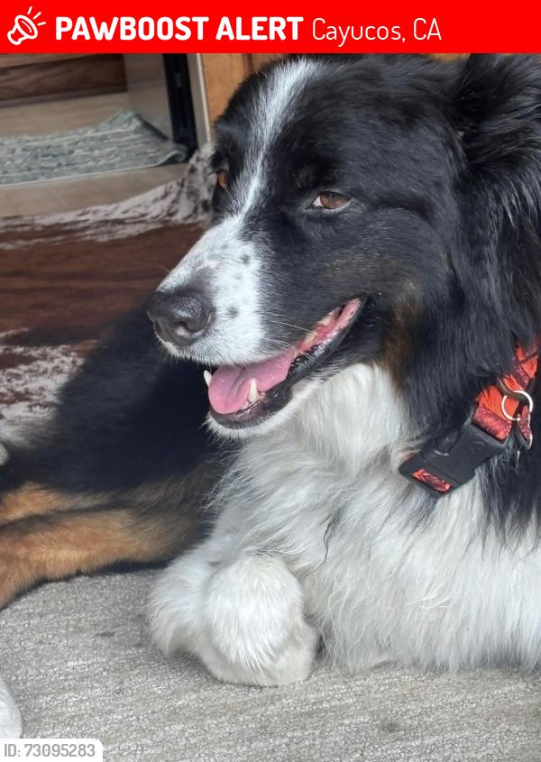 Lost Male Dog last seen 13th Street heading onto Hwy 1 south ramp, Cayucos, CA 93430