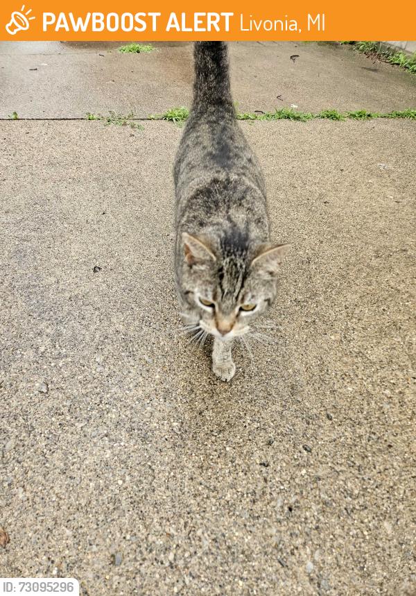 Found/Stray Unknown Cat last seen 7 mile and inkster rd, Livonia, MI 48152