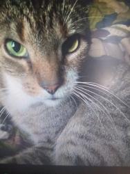 Lost Male Cat last seen North Rodney Street, Wilmington, DE 19805