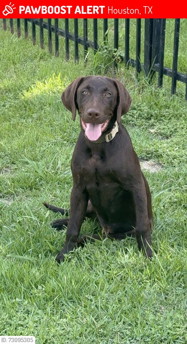 Lost Male Dog last seen w. Orem & fondren, Houston, TX 77085