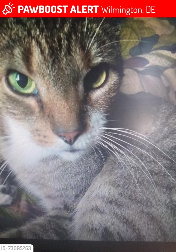 Lost Male Cat last seen North Rodney Street, Wilmington, DE 19805