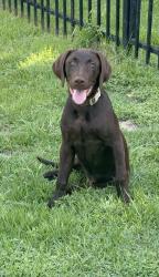 Lost Male Dog last seen w. Orem & fondren, Houston, TX 77085