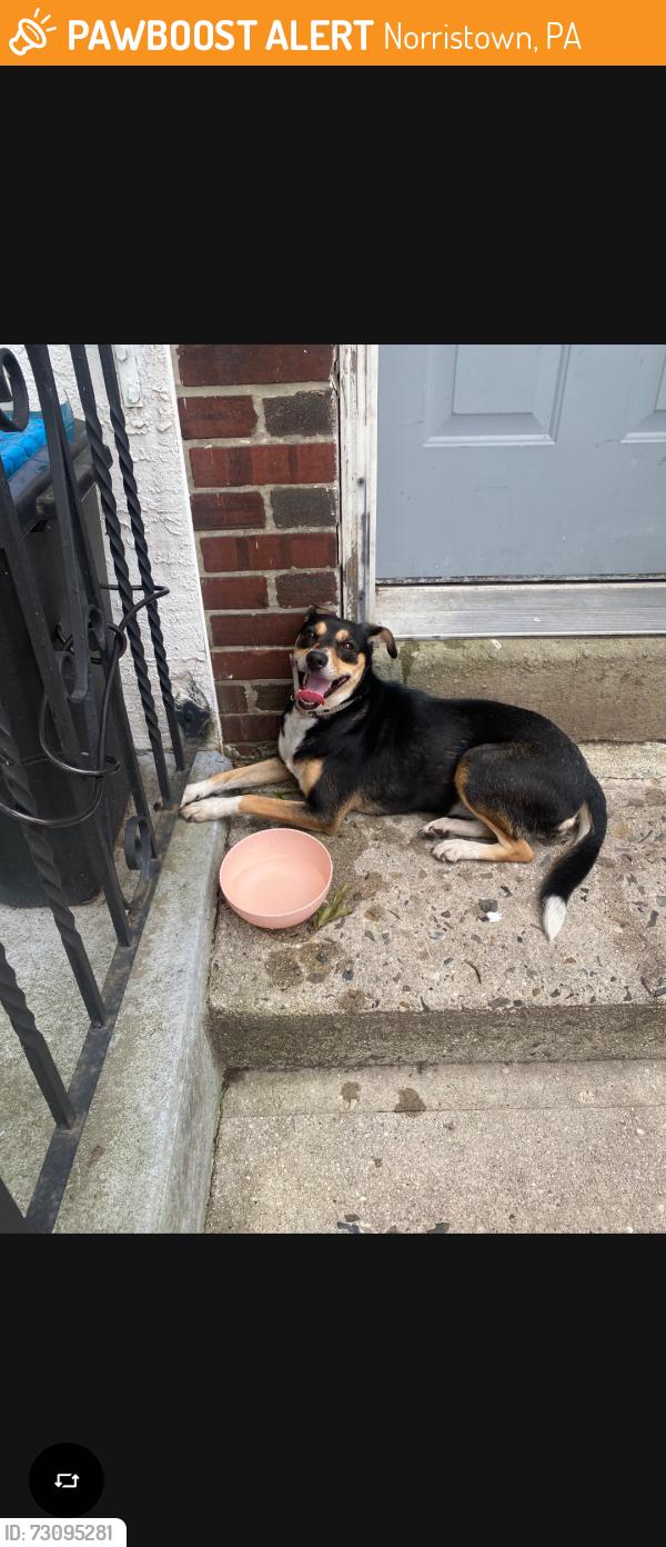 Found/Stray Unknown Dog last seen Jaskson St and Standbridge Norristown, Pa, Norristown, PA 19401