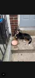 Found/Stray Unknown Dog last seen Jaskson St and Standbridge Norristown, Pa, Norristown, PA 19401