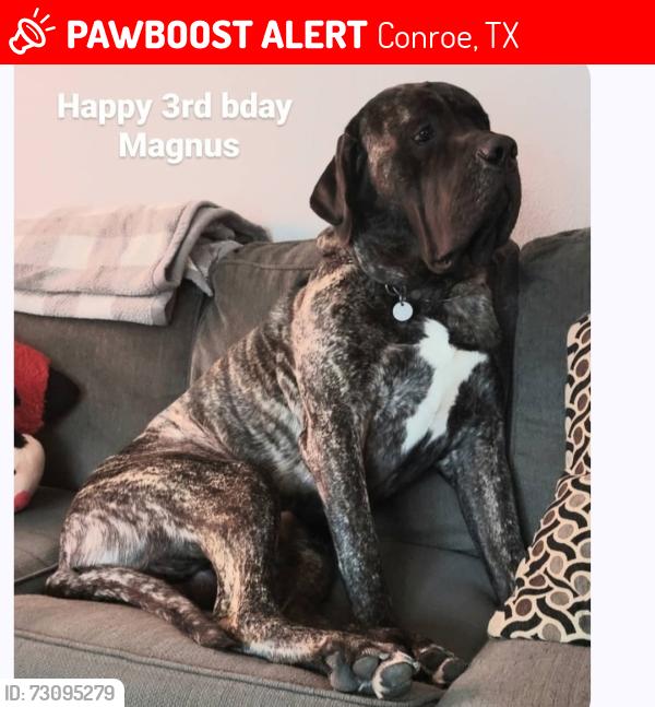 Lost Male Dog last seen Near Landry Ln, Conroe, TX 77303