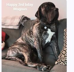 Lost Male Dog last seen Near Landry Ln, Conroe, TX 77303