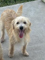 Lost Male Dog last seen Humble Atascocita area, Houston, TX 77346