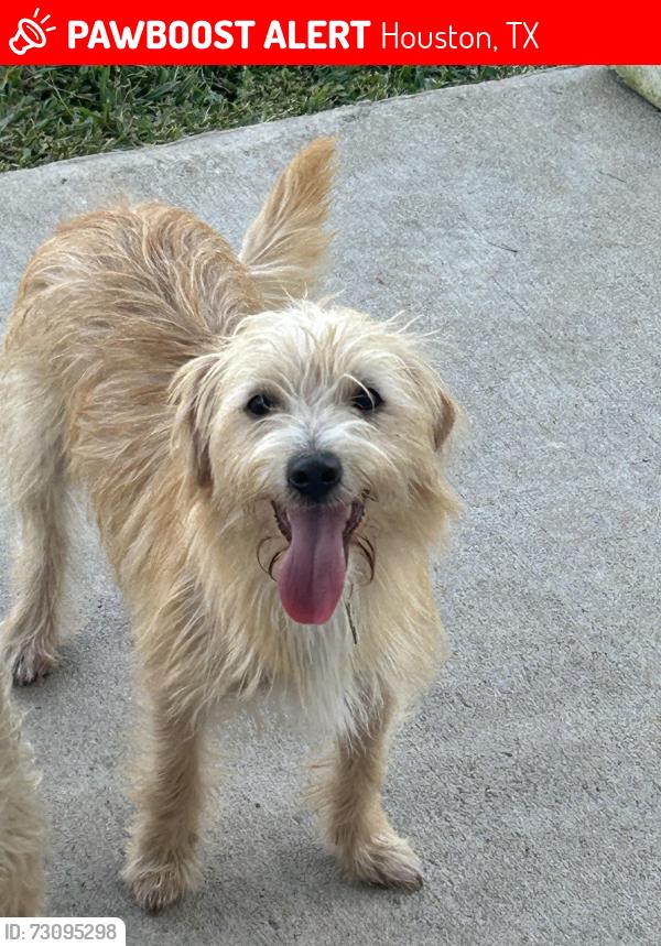Lost Male Dog last seen Humble Atascocita area, Houston, TX 77346