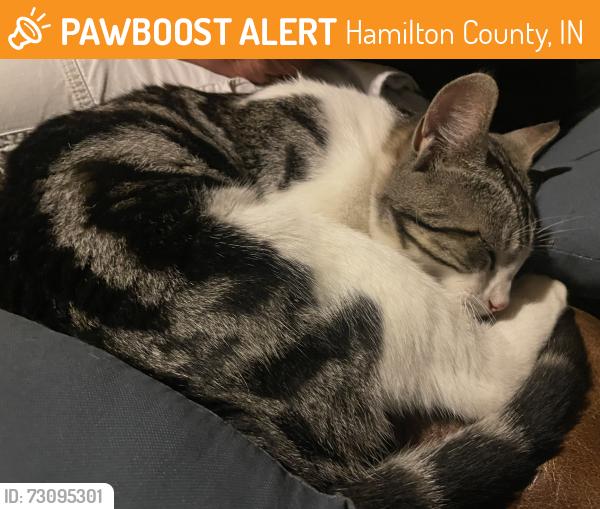 Found/Stray Male Cat last seen Six Points Rd and 206th, Hamilton County, IN 46069