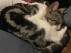 Found/Stray Male Cat last seen Six Points Rd and 206th, Hamilton County, IN 46069