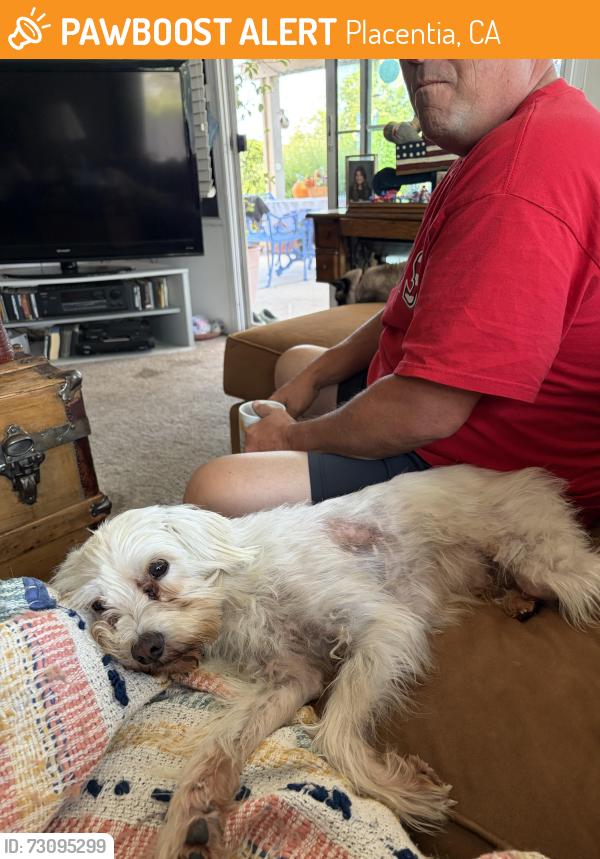 Found/Stray Male Dog last seen Beggerty and Chapman, Placentia, CA 92870