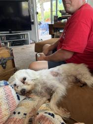 Found/Stray Male Dog last seen Beggerty and Chapman, Placentia, CA 92870