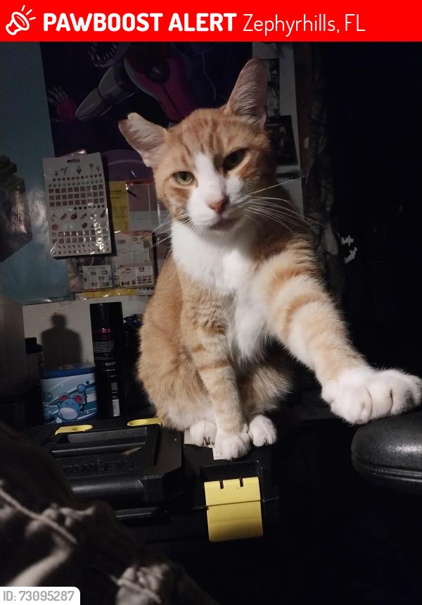 Lost Male Cat last seen Sunshine/Ottley, Zephyrhills, Zephyrhills, FL 33541