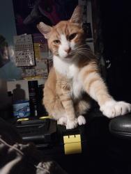 Lost Male Cat last seen Sunshine/Ottley, Zephyrhills, Zephyrhills, FL 33541
