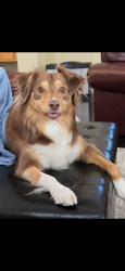 Lost Female Dog last seen Jones/Iron Mountain, Las Vegas, NV 89131