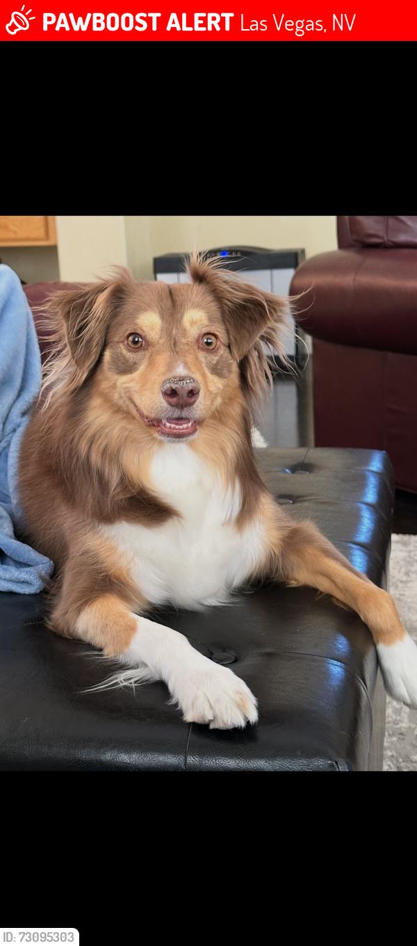 Lost Female Dog last seen Jones/Iron Mountain, Las Vegas, NV 89131