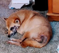 Lost Male Dog last seen Fay Blvd and Amor, Port Saint John, FL 32927