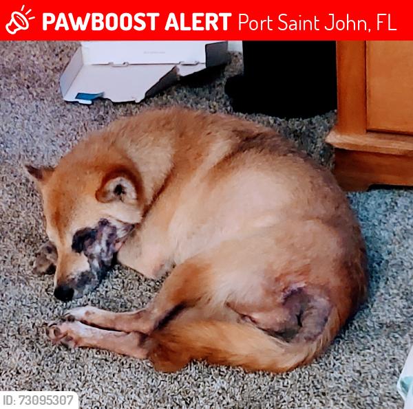 Lost Male Dog last seen Fay Blvd and Amor, Port Saint John, FL 32927