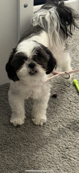 Reunited Female Dog last seen Sean Haggerty, El Paso, TX 79934