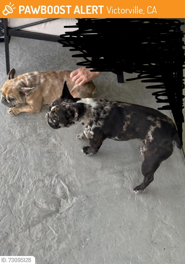 Found/Stray Unknown Dog last seen Cobolt & Luna, Victorville, CA 92392