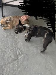 Found/Stray Unknown Dog last seen Cobolt & Luna, Victorville, CA 92392