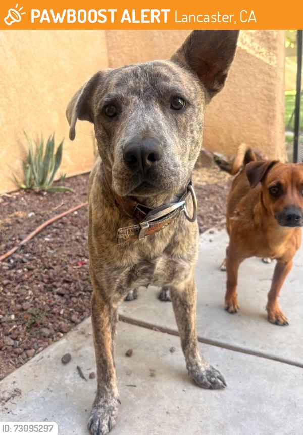 Found/Stray Female Dog last seen 20th St E Ave J2, Lancaster, CA 93535