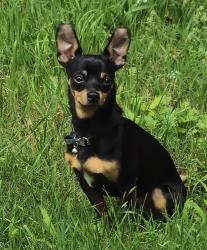 Reunited Male Dog last seen Polo club drive, Arlington, TX 76017