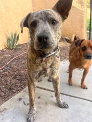 Found/Stray Female Dog last seen 20th St E Ave J2, Lancaster, CA 93535