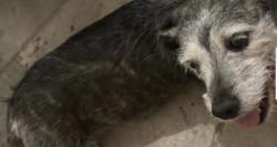 Lost Female Dog last seen Montana, edgemere, El Paso, TX 79936