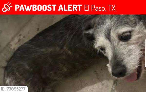 Lost Female Dog last seen Montana, edgemere, El Paso, TX 79936